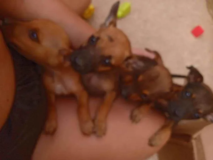 Cachorro ra a Vira lata idade Abaixo de 2 meses nome Bethovem Minnie 