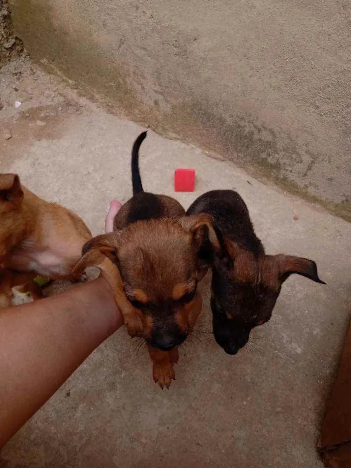 Cachorro ra a Vira lata idade Abaixo de 2 meses nome Bethovem Minnie 