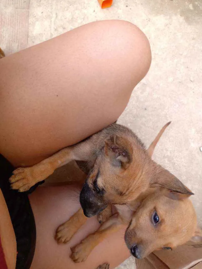 Cachorro ra a Vira lata idade Abaixo de 2 meses nome Bethovem Minnie 