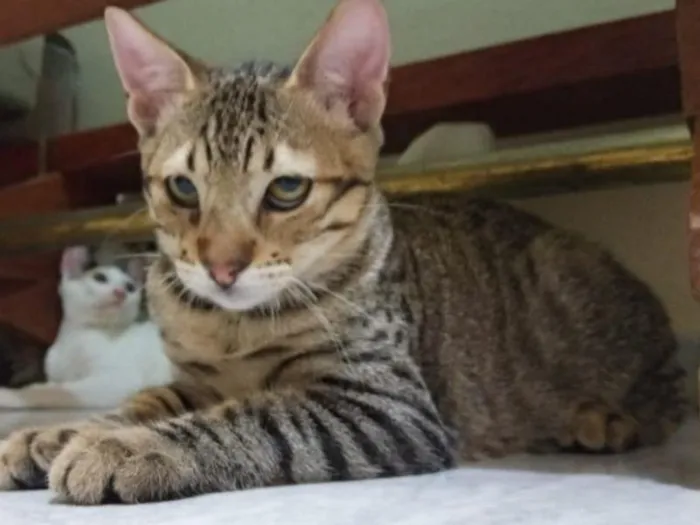 Gato raça SRD-ViraLata idade 2 a 6 meses nome Mikail