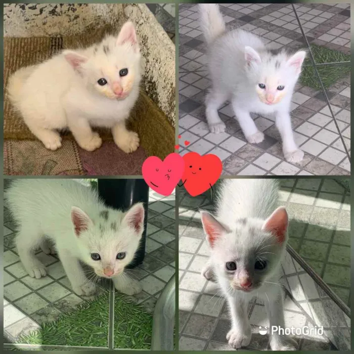 Gato ra a Vira lata idade Abaixo de 2 meses nome Sem nomes