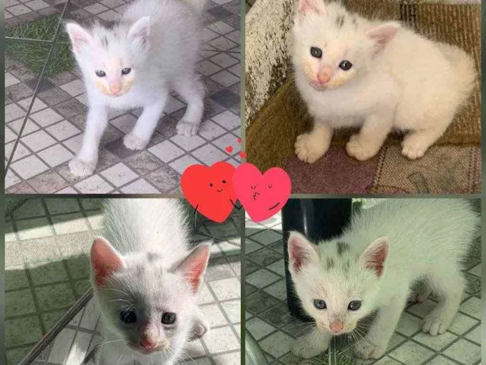 Gato ra a Vira lata idade Abaixo de 2 meses nome Sem nomes