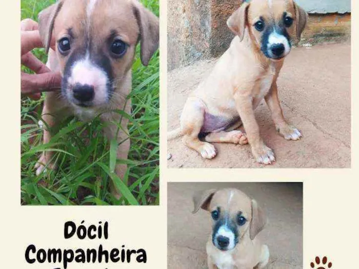Cachorro ra a Vira lata idade 2 a 6 meses nome ...