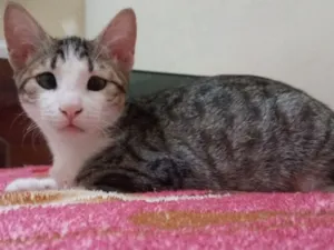 Gato raça SRD-ViraLata idade 2 a 6 meses nome Alexia 