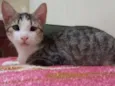 Gato raça SRD-ViraLata idade 2 a 6 meses nome Alexia 