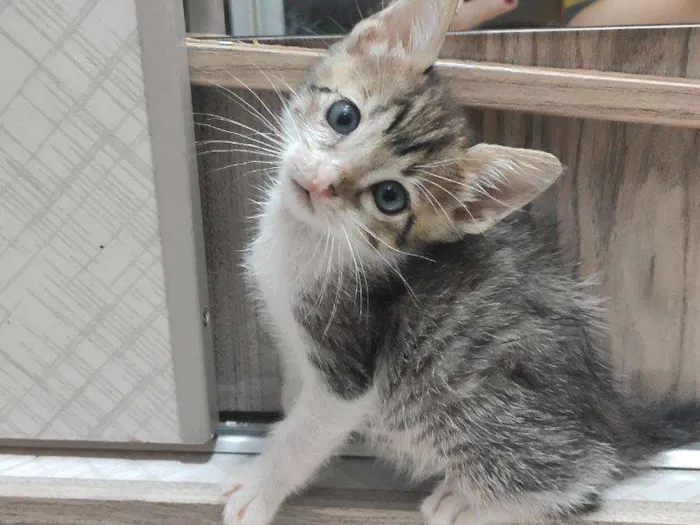 Gato raça SRD-ViraLata idade 2 a 6 meses nome Barnabé