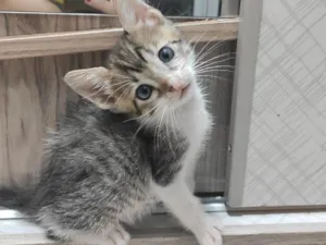 Gato raça SRD-ViraLata idade 2 a 6 meses nome Barnabé