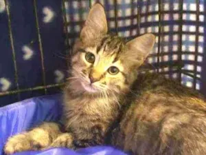 Gato raça Srd idade 2 a 6 meses nome Lui