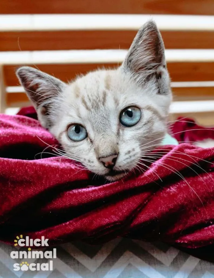 Gato raça SRD-ViraLata idade 2 a 6 meses nome ATHENA