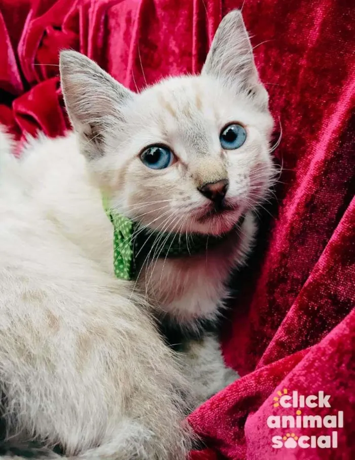 Gato raça SRD-ViraLata idade 2 a 6 meses nome Arion