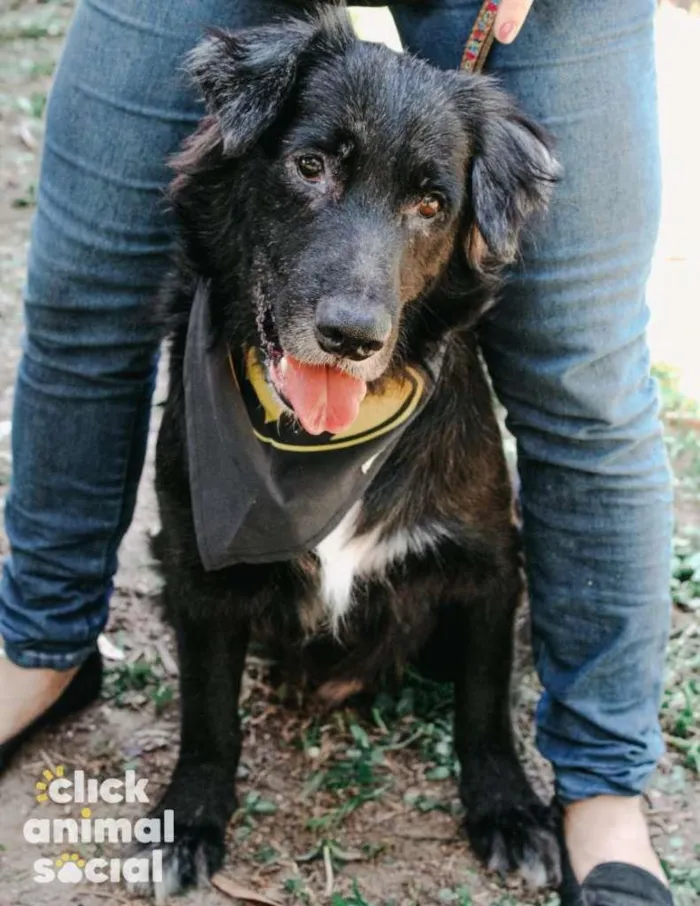 Cachorro ra a SRD-ViraLata idade 6 ou mais anos nome Klaus