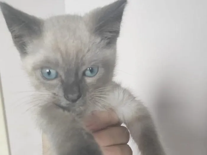 Gato raça SRD-ViraLata idade 2 a 6 meses nome Kael