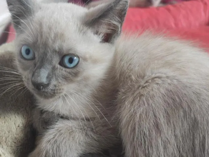 Gato raça SRD-ViraLata idade 2 a 6 meses nome Kael