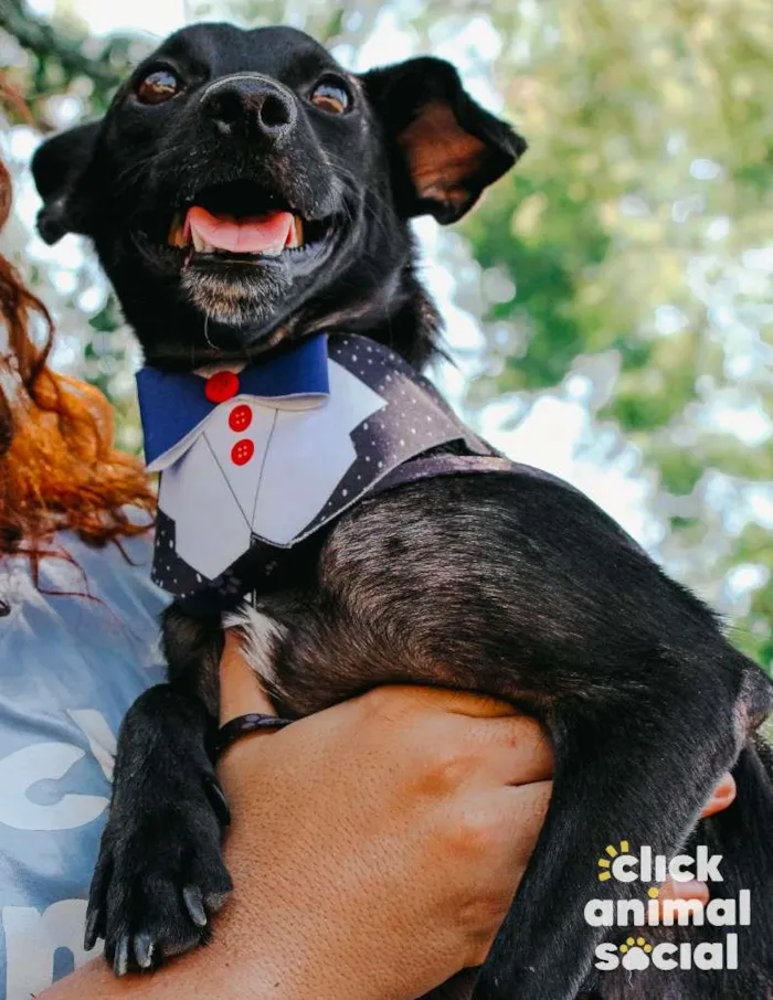Cachorro ra a SRD-ViraLata idade 2 anos nome Dom