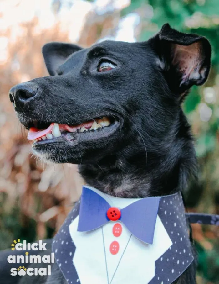 Cachorro ra a SRD-ViraLata idade 2 anos nome Dom