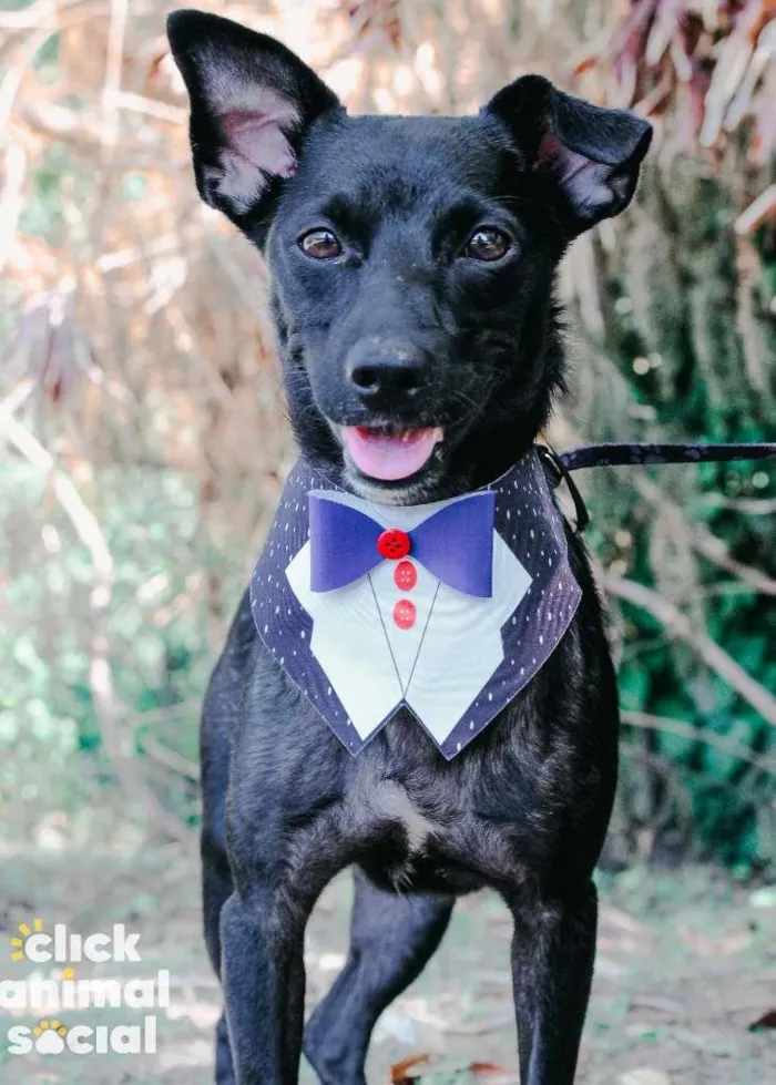 Cachorro ra a SRD-ViraLata idade 2 anos nome Dom