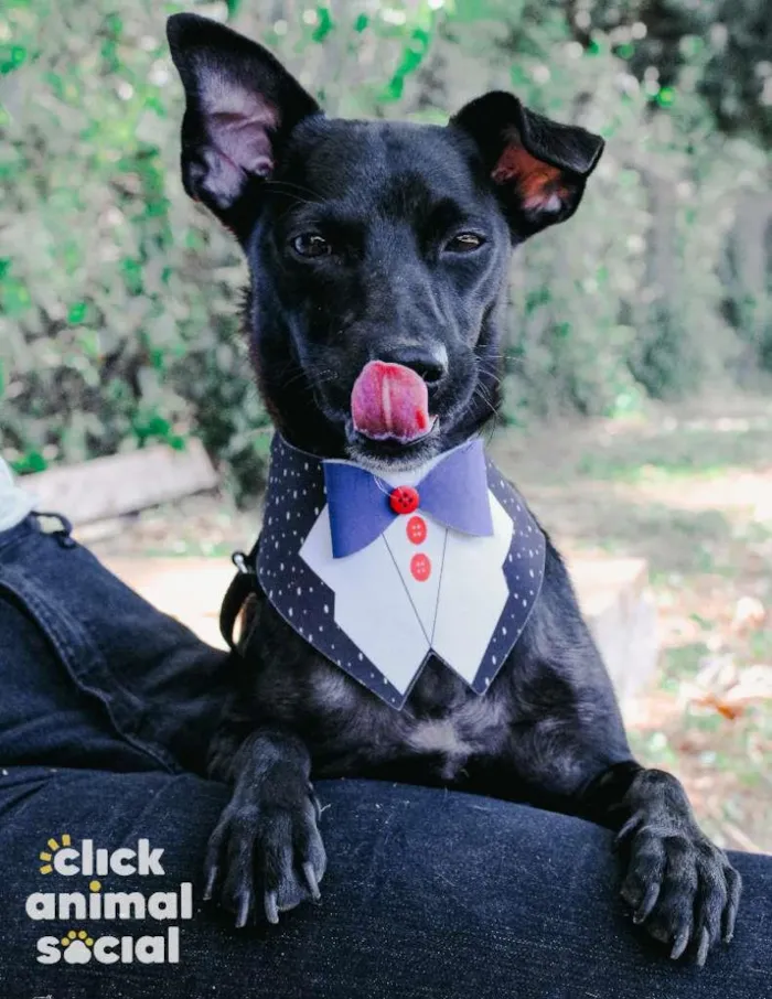 Cachorro ra a SRD-ViraLata idade 2 anos nome Dom