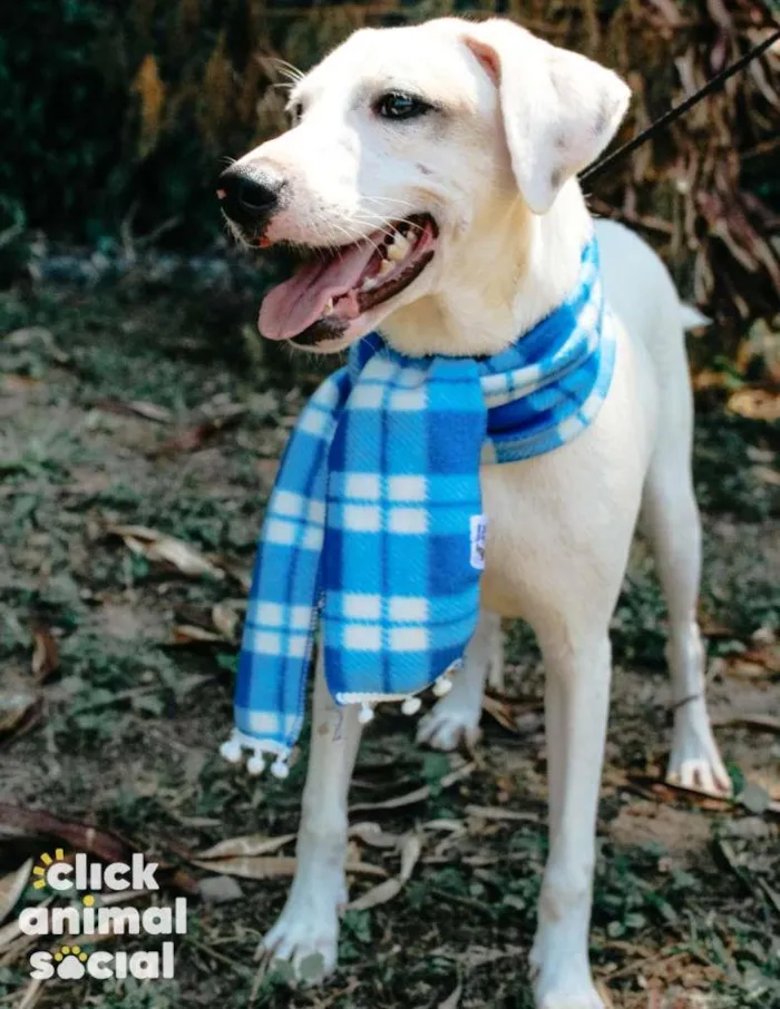 Cachorro ra a SRD-ViraLata idade 7 a 11 meses nome Snow