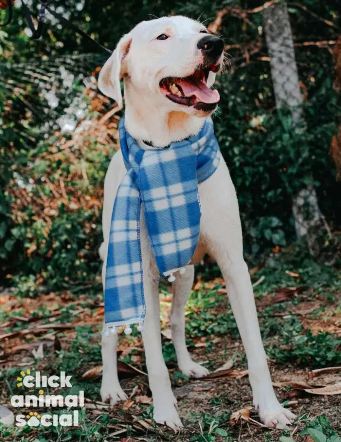 Cachorro ra a SRD-ViraLata idade 7 a 11 meses nome Snow