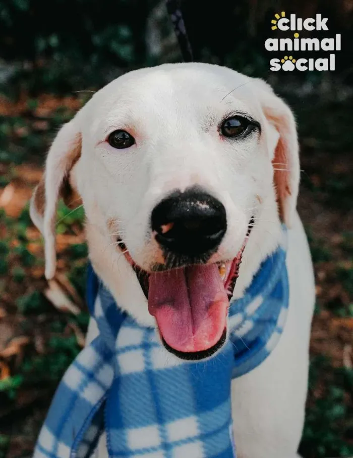 Cachorro ra a SRD-ViraLata idade 7 a 11 meses nome Snow