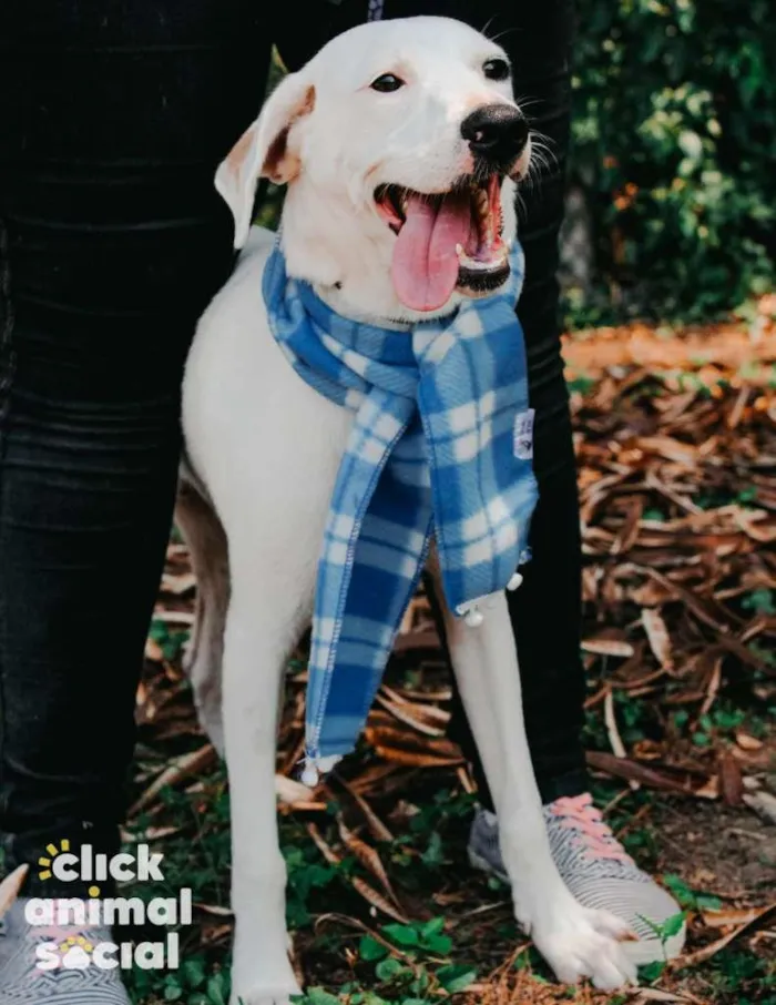 Cachorro ra a SRD-ViraLata idade 7 a 11 meses nome Snow