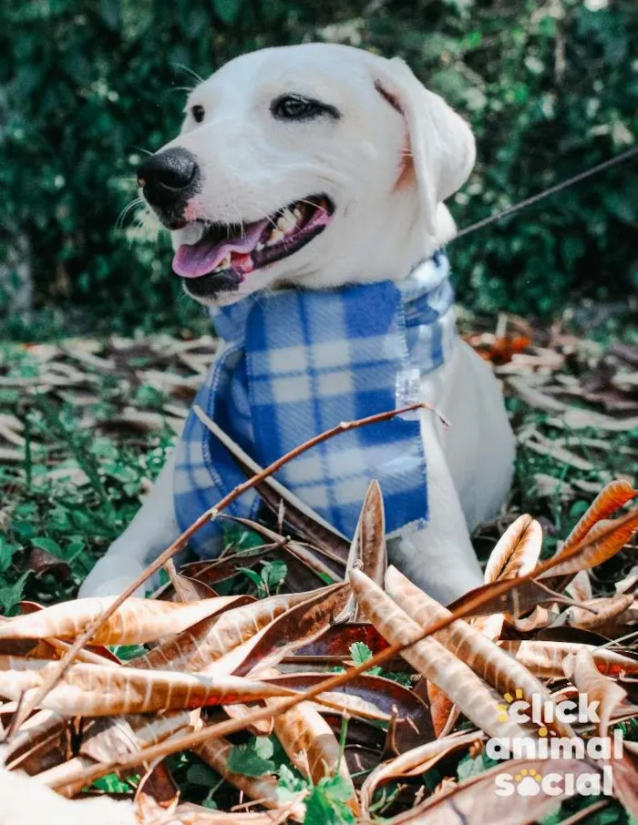Cachorro ra a SRD-ViraLata idade 7 a 11 meses nome Snow