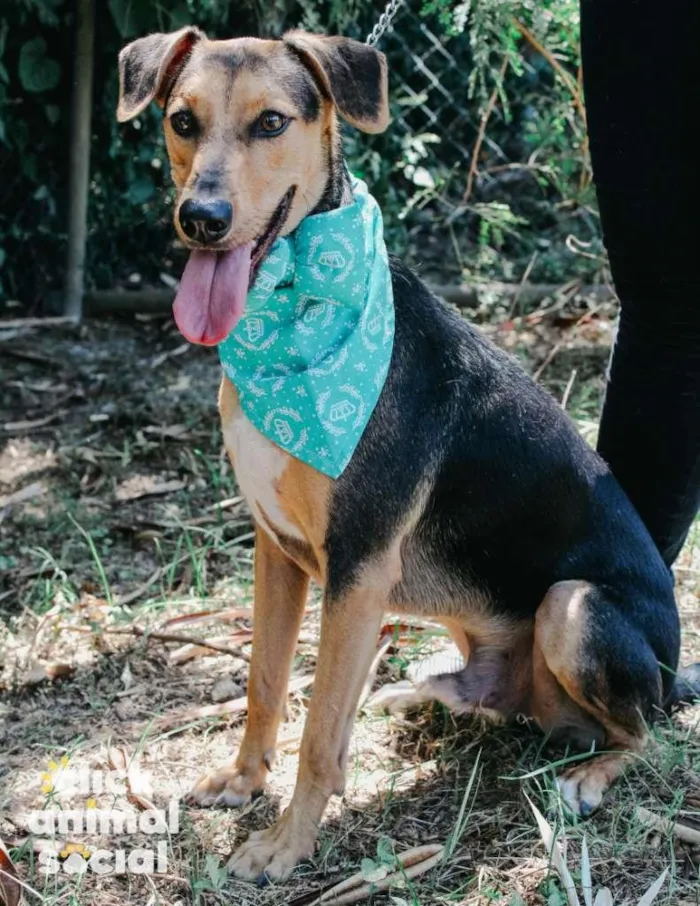 Cachorro ra a SRD-ViraLata idade 3 anos nome Duque