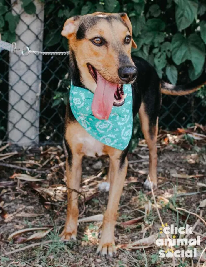 Cachorro ra a SRD-ViraLata idade 3 anos nome Duque