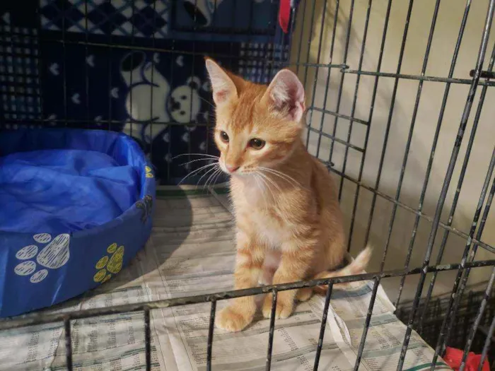 Gato raça Srd idade 2 a 6 meses nome Miguel