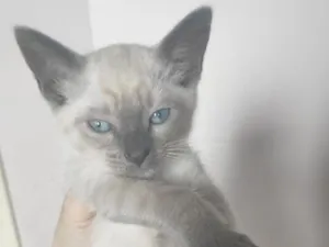 Gato raça SRD-ViraLata idade 2 a 6 meses nome Kebab