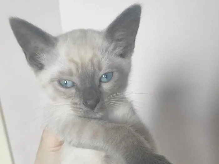 Gato raça SRD-ViraLata idade 2 a 6 meses nome Kebab