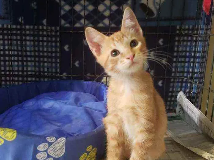 Gato raça Srd idade 2 a 6 meses nome Miguel