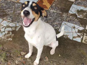 Cachorro raça Srd idade 1 ano nome Lizi