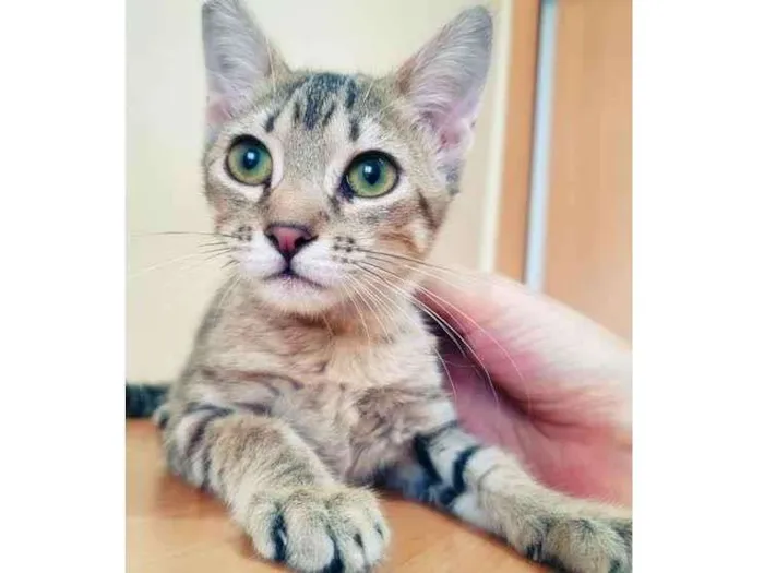 Gato raça SRD-ViraLata idade 2 a 6 meses nome LEILA TIGRADA
