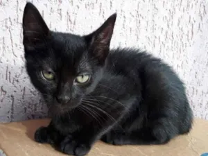 Gato raça SRD-ViraLata idade 2 a 6 meses nome Chiquinha 