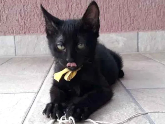 Gato raça SRD-ViraLata idade 2 a 6 meses nome Madruguinha