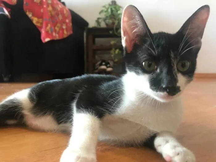 Gato raça SRD-ViraLata idade 2 a 6 meses nome Mikka