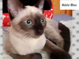Gato raça Siamês idade 2 a 6 meses nome ADELE BLUE