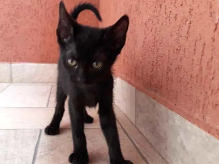 Gato raça SRD-ViraLata idade 2 a 6 meses nome Clotilde