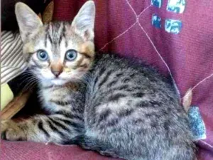 Gato raça Srd idade Abaixo de 2 meses nome Diana