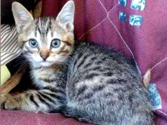 Gato raça Srd idade Abaixo de 2 meses nome Diana