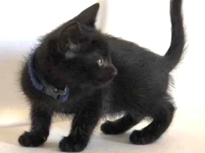 Gato raça SRD-ViraLata idade 2 a 6 meses nome Layla