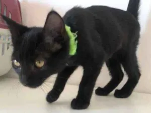 Gato raça SRD-ViraLata idade 2 a 6 meses nome Abba