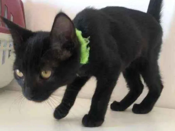 Gato raça SRD-ViraLata idade 2 a 6 meses nome Abba