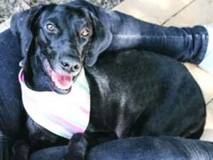 Cachorro raça SRD-ViraLata idade 3 anos nome Sandra