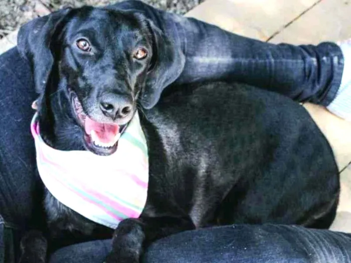 Cachorro ra a SRD-ViraLata idade 3 anos nome Sandra