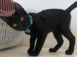 Gato raça SRD-ViraLata idade 2 a 6 meses nome Mazi