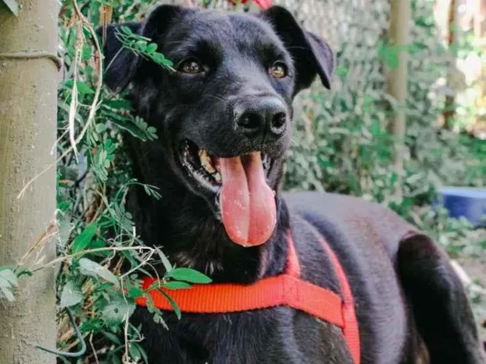 Cachorro ra a SRD-ViraLata idade 2 anos nome Leon