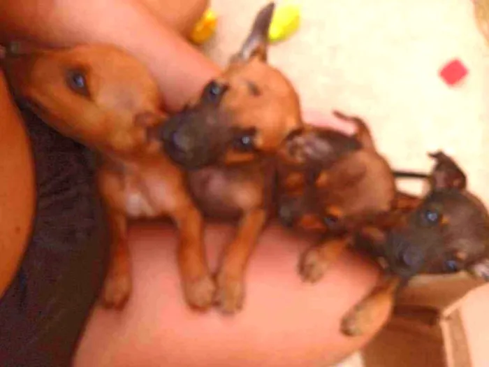 Cachorro ra a Vira lata idade Abaixo de 2 meses nome Bethovem Minnie 
