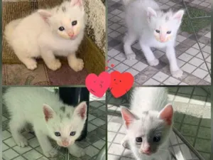 Gato raça Vira lata idade Abaixo de 2 meses nome Sem nomes